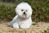 BICHON FRISE 383